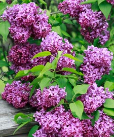 NH's state flower - lilacs 